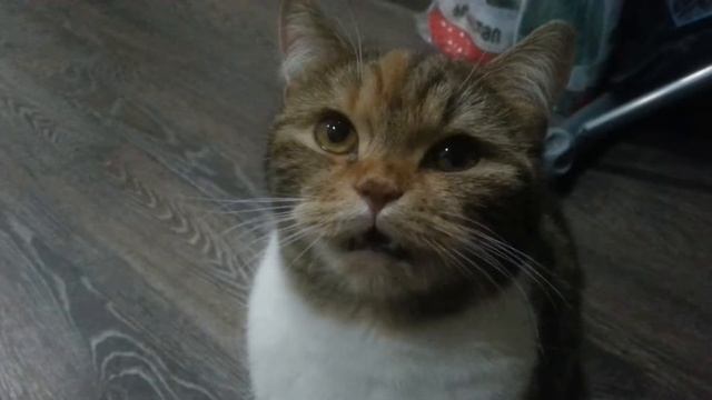 Кошка чавкает