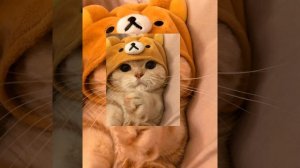 песня/рам пом пом/где актив?