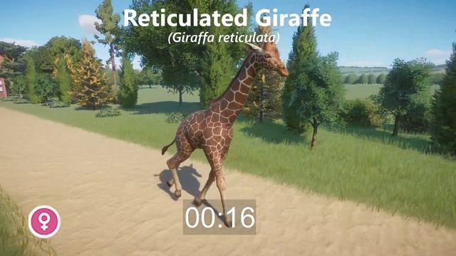 Giraffe Species Animals Speed Races In Planet Zoo Included Masai Giraffe, Reticulated Giraffe & Etc