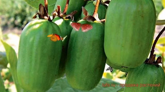 Актинидия коломикта Памяти учителя ? обзор: как сажать, рассада актинидии Памяти учителя смотреть онлайн