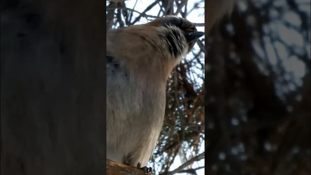 #shorts Сойка изворачивается