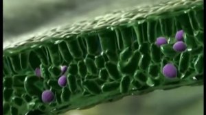 Инсектицид ПРОКЛЭЙМ  механизм действия