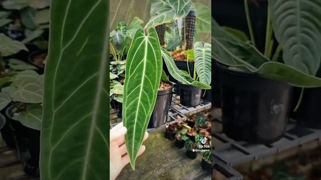 anthurium queen dark lá 35cm 800k. zl 0976438481 смотреть онлайн