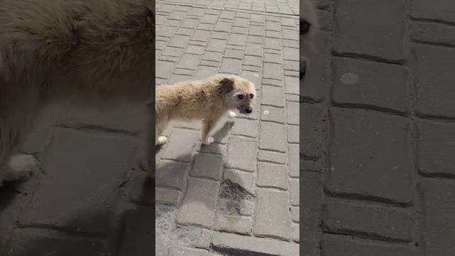 милашка! но фамилию так и не сказала!#собака #моялюбовь #моямалышка #лето#питомцы смотреть онлайн