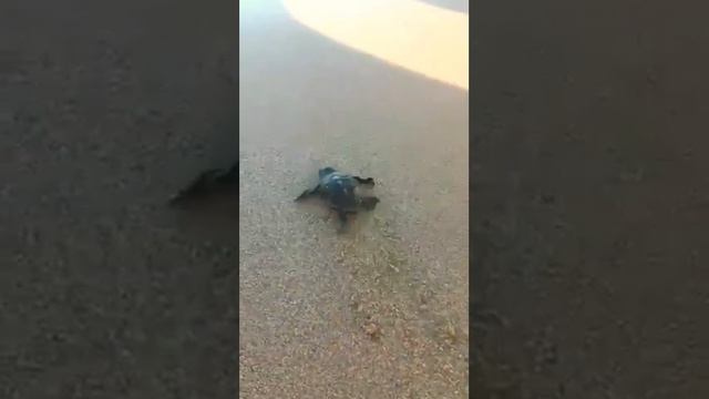 Новорожденная черепашка уплывает в море. смотреть онлайн