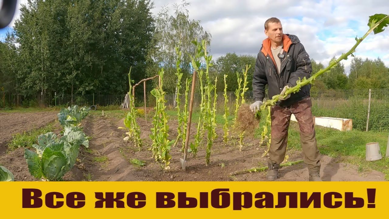 "Красота болотная", борьба с плантацией, стройка за 0 рублей и будни в деревне! смотреть онлайн