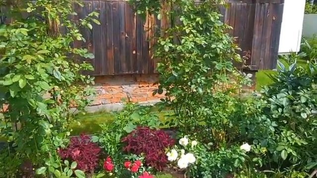 Пьер де Ронсар.Луиза.Готовлюсь к встрече роз. смотреть онлайн