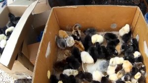 Куры Настоящие несушки где покупать