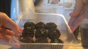 Астра альпийская.