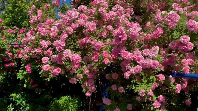Канадская Роза ДЖОН ДЕВИС -июнь 22-го года.. смотреть онлайн