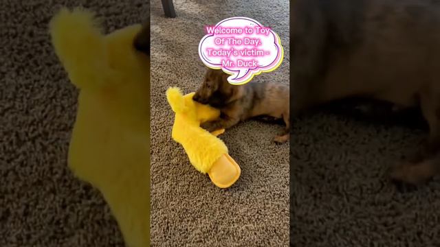 Toy Of The Day #dachshund #dog #minidachshund #puppy смотреть онлайн