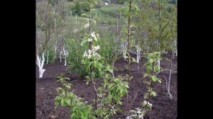 "Колоновидная" (суперкарликовая) груша САПФИРА