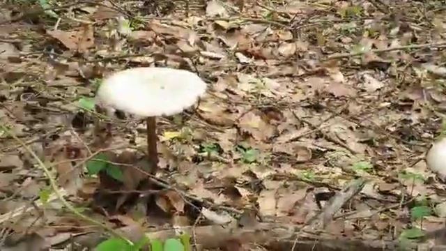 Mushroom diversity of Goa 1-200(1) смотреть онлайн