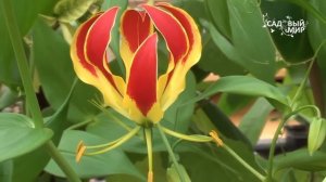 Вьющаяся лилия.  Глориоза Родшильда. Сайт "Садовый мир"