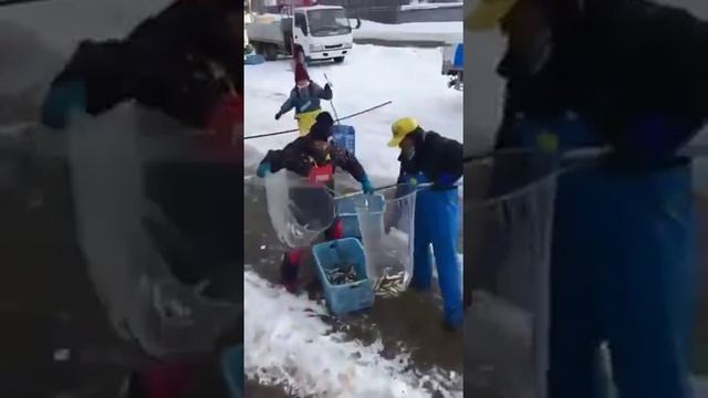 Как японцы рыбу ловят))) смотреть онлайн