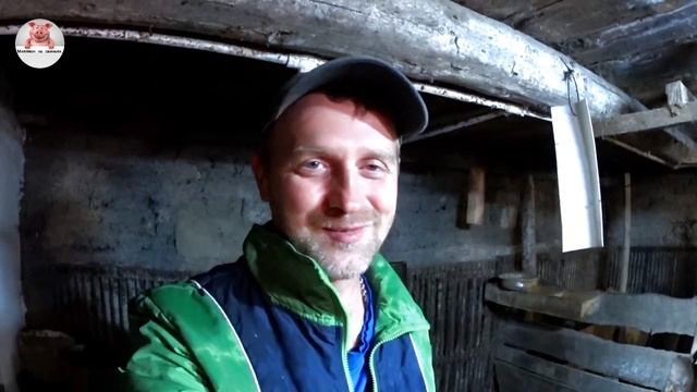 Опорос у свиньи породы пьетрен. Бетонные полы для содержания свиней на улице. смотреть онлайн