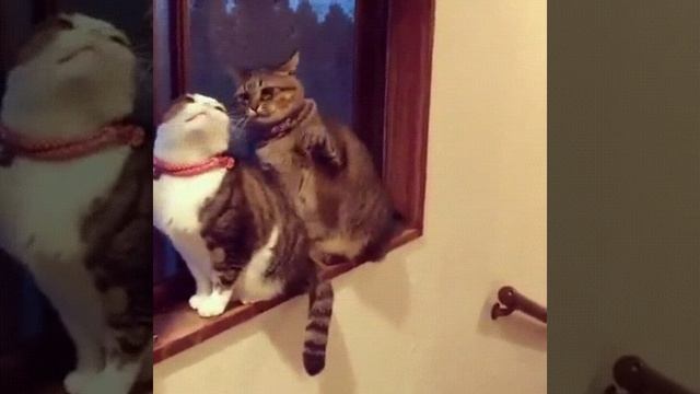 video_18@09-12-2020_22-56-09.mp4 смотреть онлайн