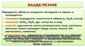 Бесцветная моча (прозрачная как вода)