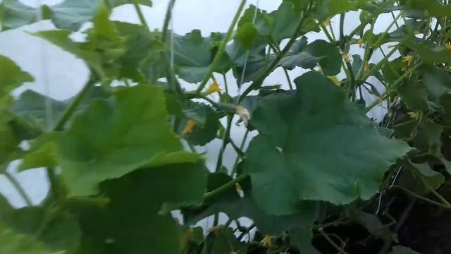 Домовладелец Pro