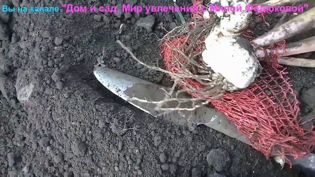 Детки гладиолусов за один сезон стали огромные. Просто ШОК! Даже не ожидала. смотреть онлайн