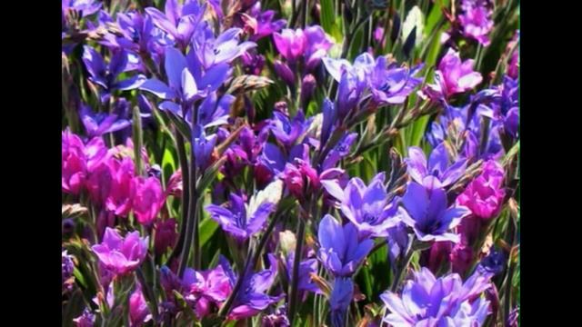 South African Babiana Stricta