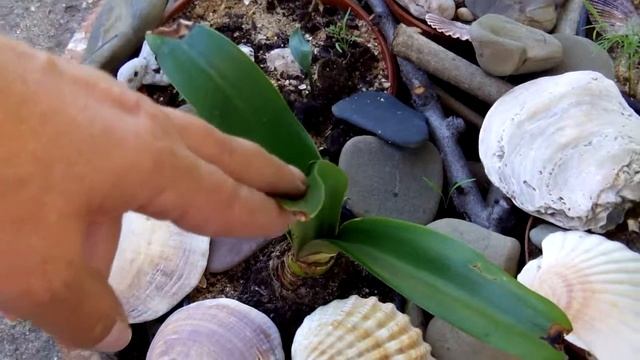 Цветок аморалис. Подсказка от нашей подписчицы Марины. смотреть онлайн