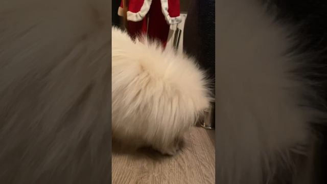 Видео объявление 📣! #видео #объявление #собака #шпиц #Richiklife смотреть онлайн