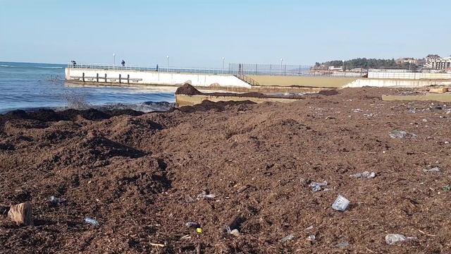 Горы водорослей на берегу в Дивноморске. смотреть онлайн