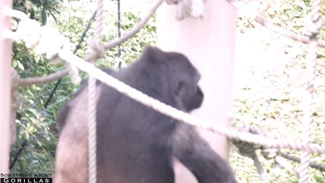 Young Gorillas Chasing | The Shabani Family | Fight for a Pumpkin | Higashiyama Zoo смотреть онлайн