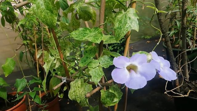 Thunbergia Grandiflora Variegata. Тунбергия грандифлора вариегата