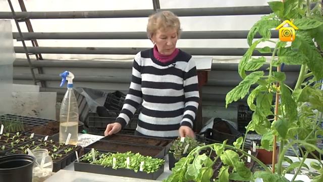 Как выбрать рассаду смотреть онлайн