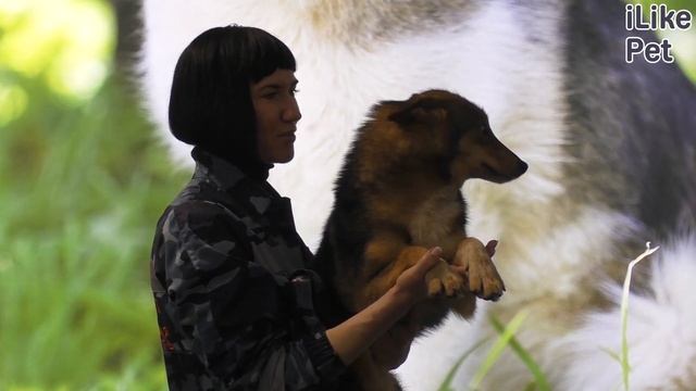 4 особенности собачьего иммунитета смотреть онлайн