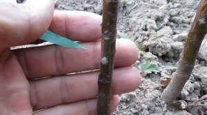 Прививка (окулировка) яблонь осенью - результат