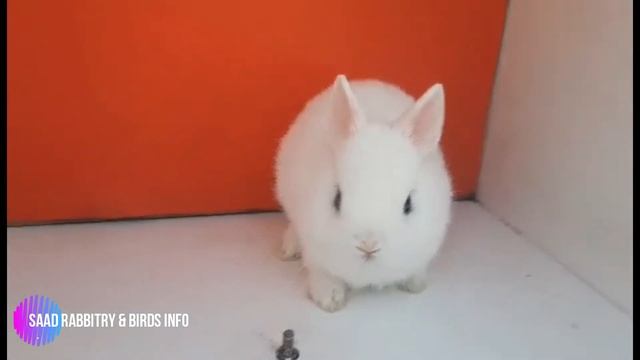 DWARF HOTOT CUTE BABY SEASON'S FIRST BREED OF DWARF HOTOT RABBIT смотреть онлайн