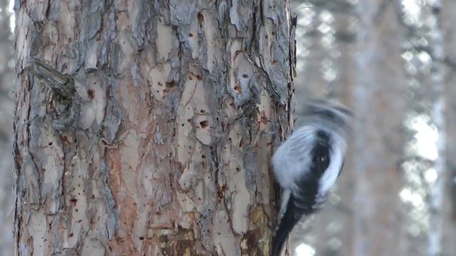 Как питается дятел зимой, Трехпалый дятел, three-toed woodpecker смотреть онлайн