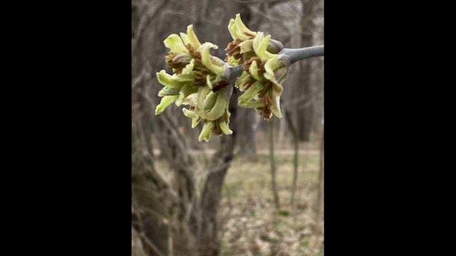 Дмитрий TV. Клип " Апрель в Берёзовой роще". На песню "За тихой рекою". (cover by Мария Панюкова). смотреть онлайн