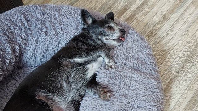 крепкий сон чихуахуа Царица Кастропуло 8,5 лет смотреть онлайн