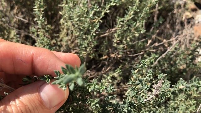 Thymus Vulgaris, Thymian