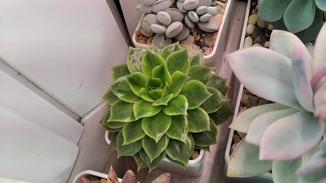 Безымяшка.Возможные имена:Echeveria Miranda flat var & Echeveria Althea variegata & Francesca Gold смотреть онлайн