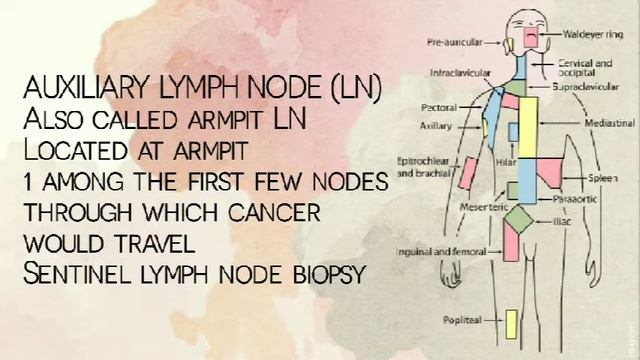 LYMPH NODES - TYPES | Malayalam | Bio Ocean by Sheethal Maria смотреть онлайн