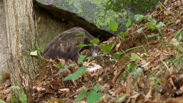 Осоед - любит разрушать осиные гнезда смотреть онлайн