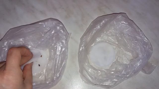 Выращивание Роз из китайских семян. Прошло 24 дня. смотреть онлайн