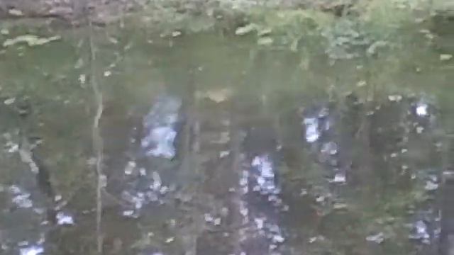 Коп,Урал. копали монеты,нашли черепах)) смотреть онлайн