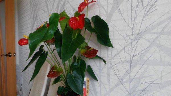 Антуриум Андре Дакота. Уход и полив