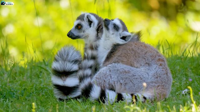 CUTE BABY ANIMALS - 4K (60FPS) ULTRA HD - With Relaxing Music (Colorfully Dynamic)