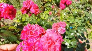 Роза Поэзи (Poesie ) и Глэмис Кэсл( Glamis Castle)