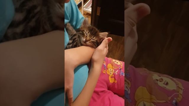 Как правильно укладывать котёнка спать смотреть онлайн