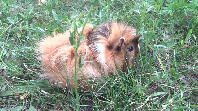 Прогулка морской свинки. Отпускаем на волю . как научить морскую свинку есть траву на полянке смотреть онлайн