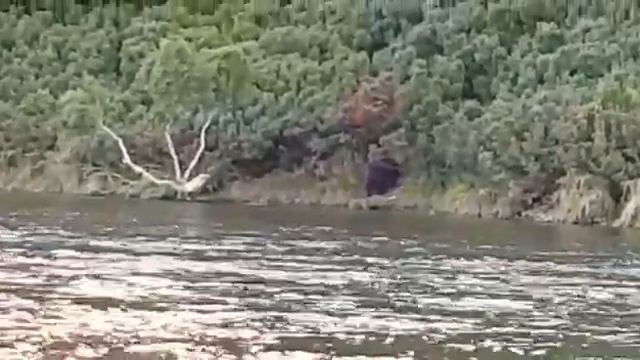 #камчатка#река#быстрая #медведь рыбачит на речке быстрая. смотреть онлайн