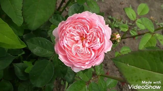 01июня2019 Английская роза 'Alnwick Rose'?? смотреть онлайн